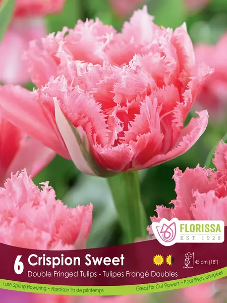 Florissa Tulip Crispion Sweet