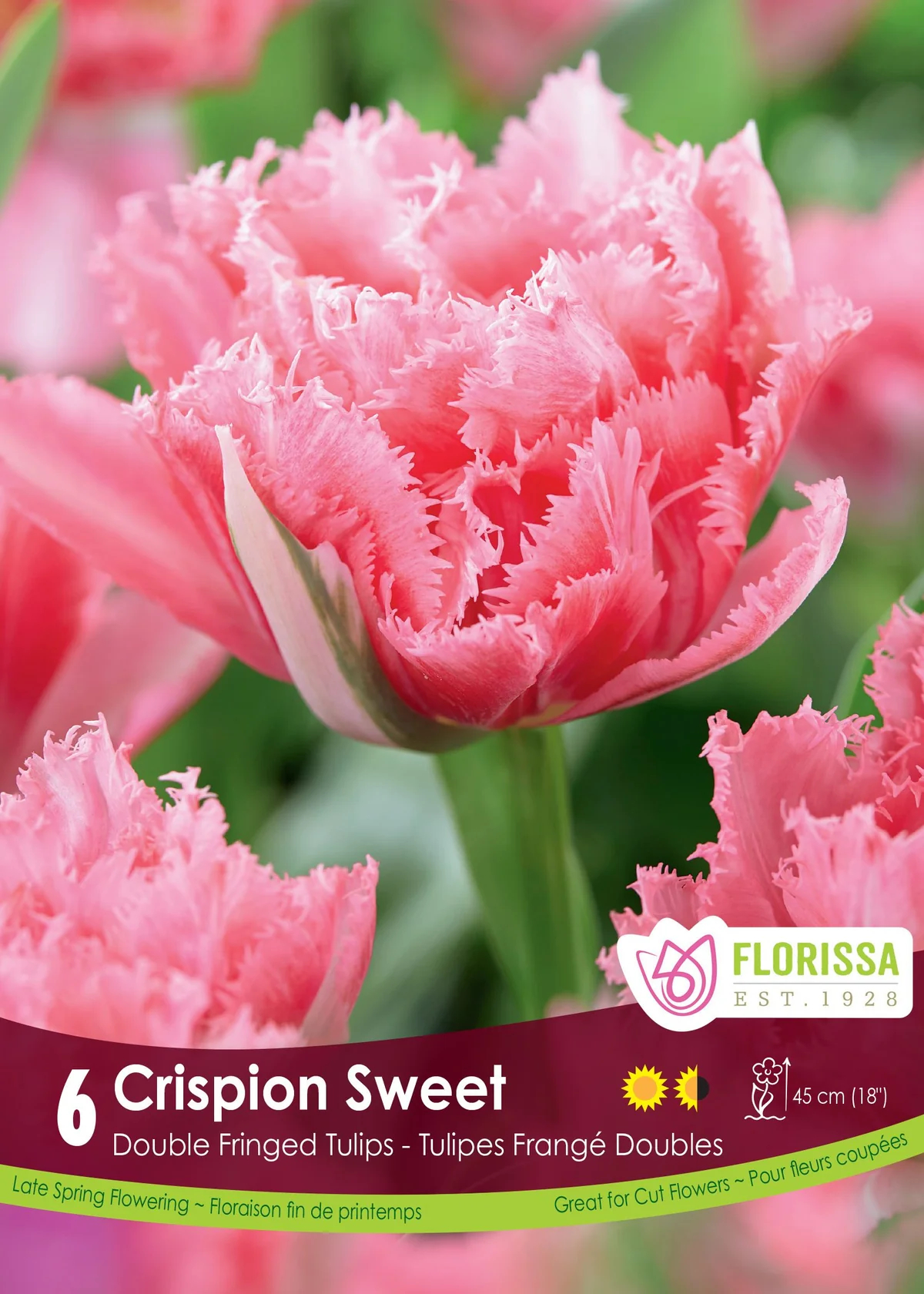 Florissa Tulip Crispion Sweet