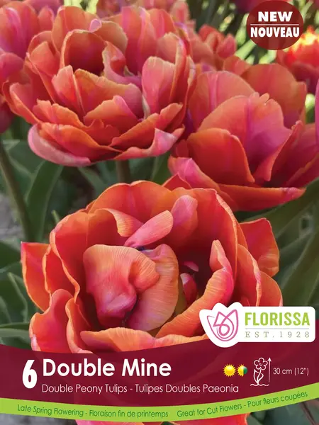 Florissa Tulip Double Mine