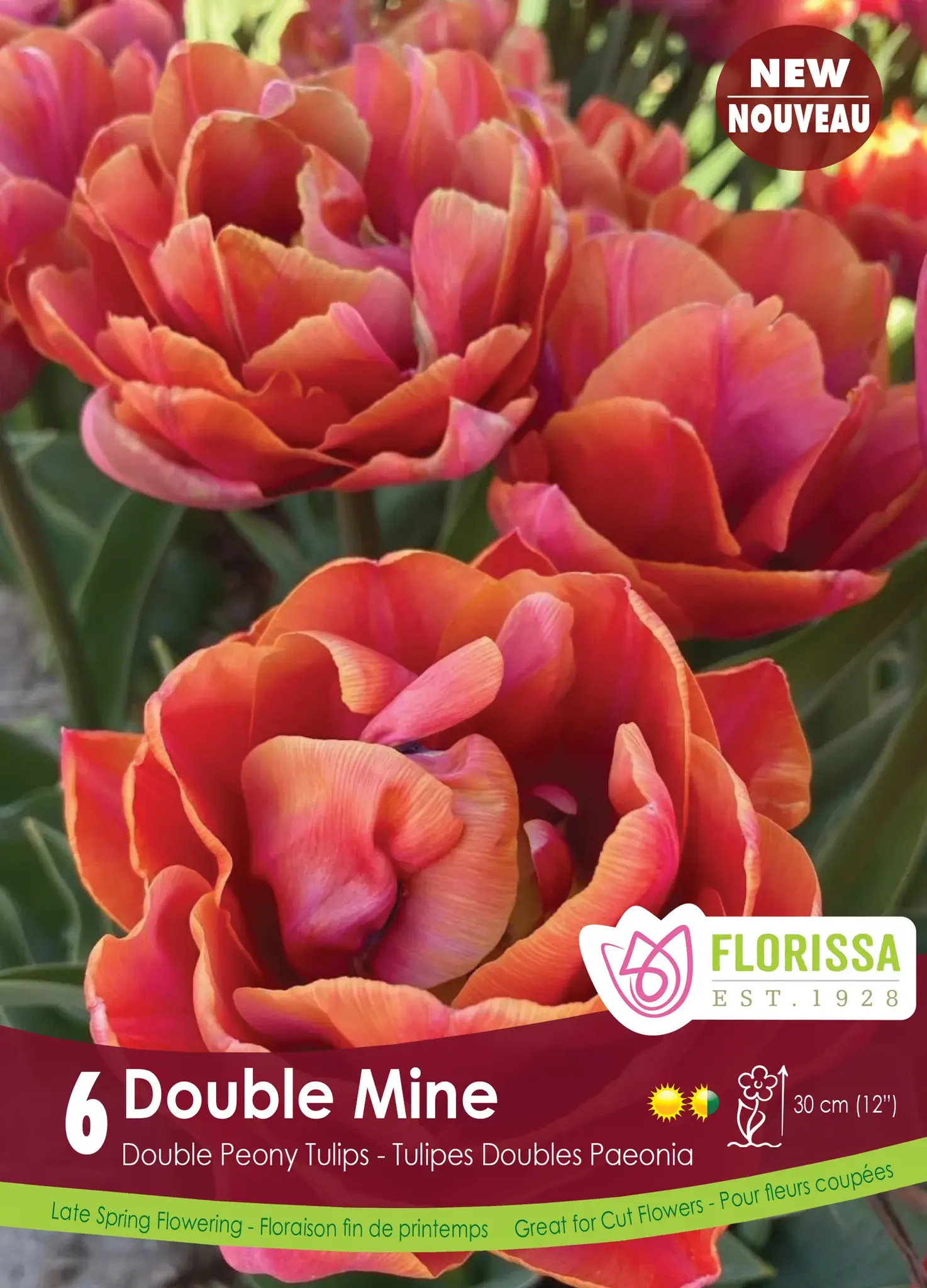 Florissa Tulip Double Mine