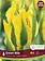 Florissa Tulip Green Mile