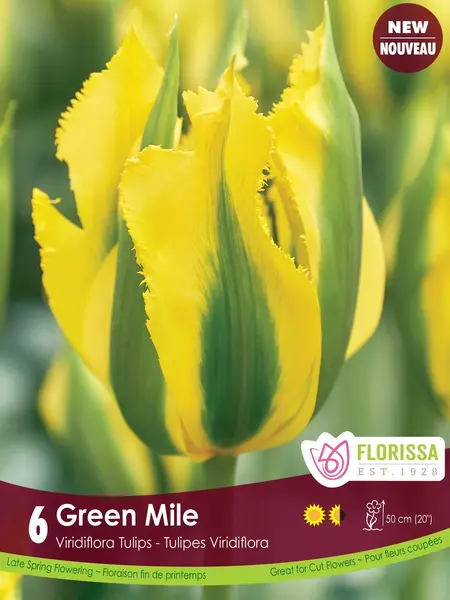 Florissa Tulip Green Mile