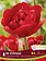 Florissa Tulip Ile D'Amour
