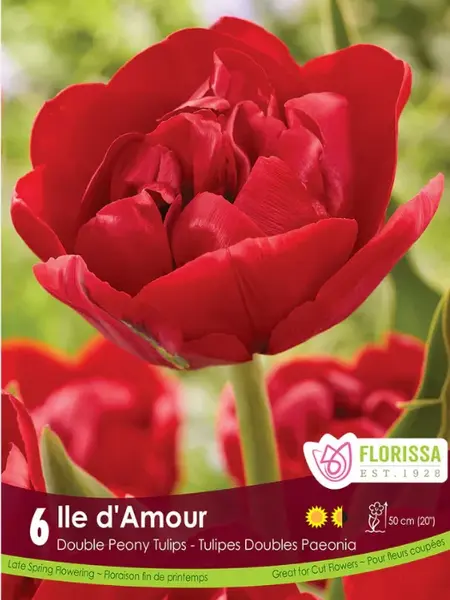 Florissa Tulip Ile D'Amour
