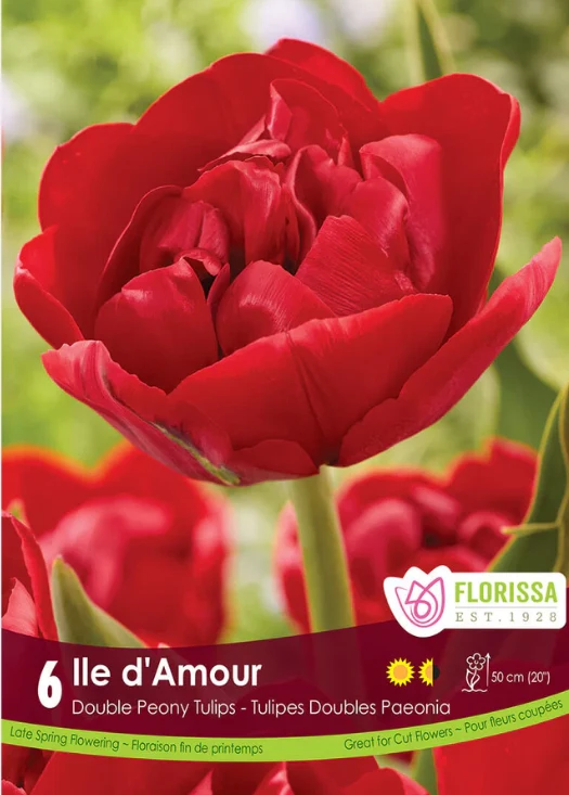 Florissa Tulip Ile D'Amour