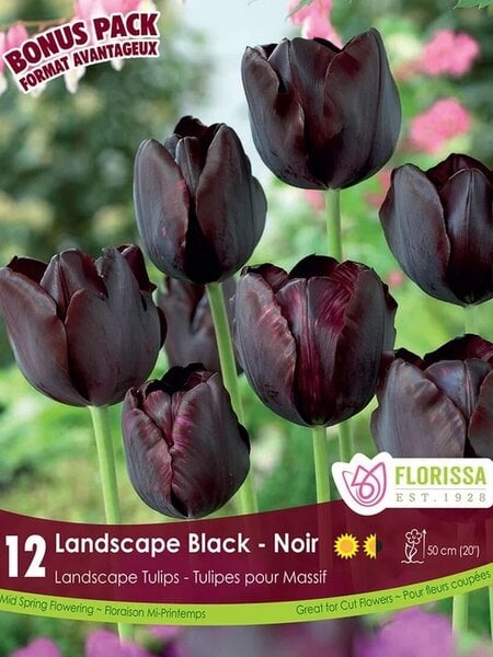 Florissa Tulip Landscape Black