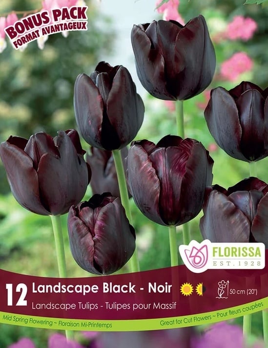 Florissa Tulip Landscape Black