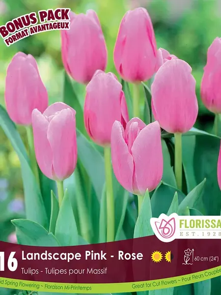 Florissa Tulip Landscape Pink
