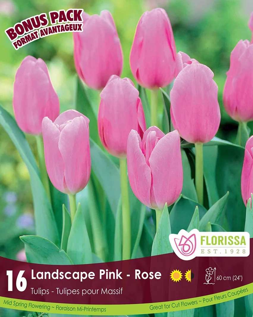 Florissa Tulip Landscape Pink