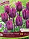 Florissa Tulip Landscape Purple