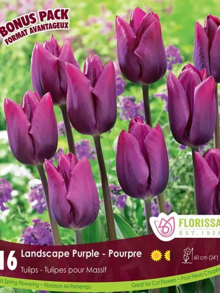 Florissa Tulip Landscape Purple