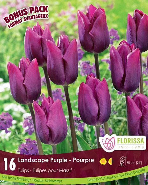 Florissa Tulip Landscape Purple