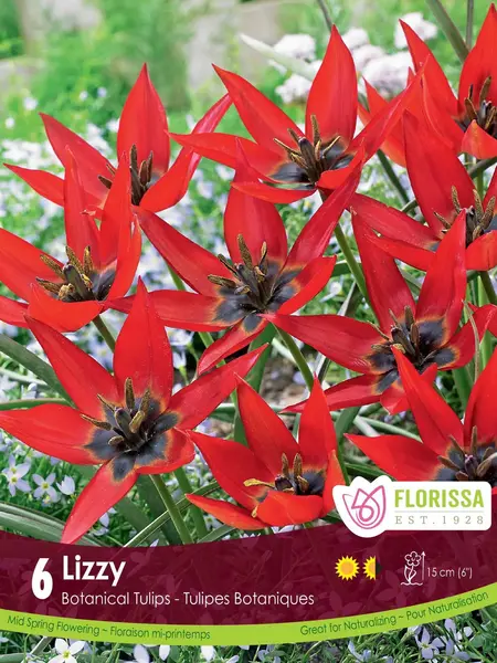 Florissa Tulip Lizzy Tops