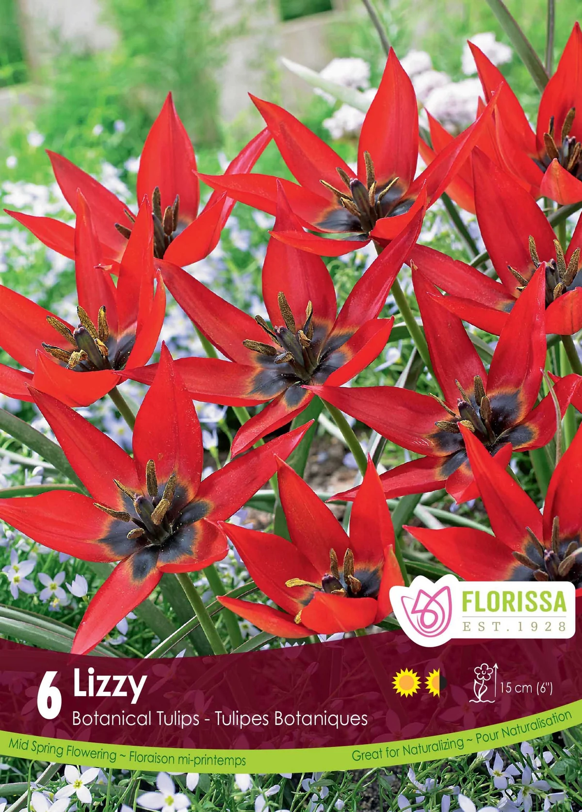 Florissa Tulip Lizzy Tops