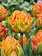 Florissa Tulip Lorenzo