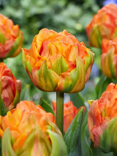 Florissa Tulip Lorenzo