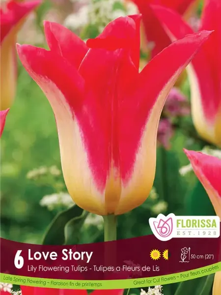 Florissa Tulip Love Story