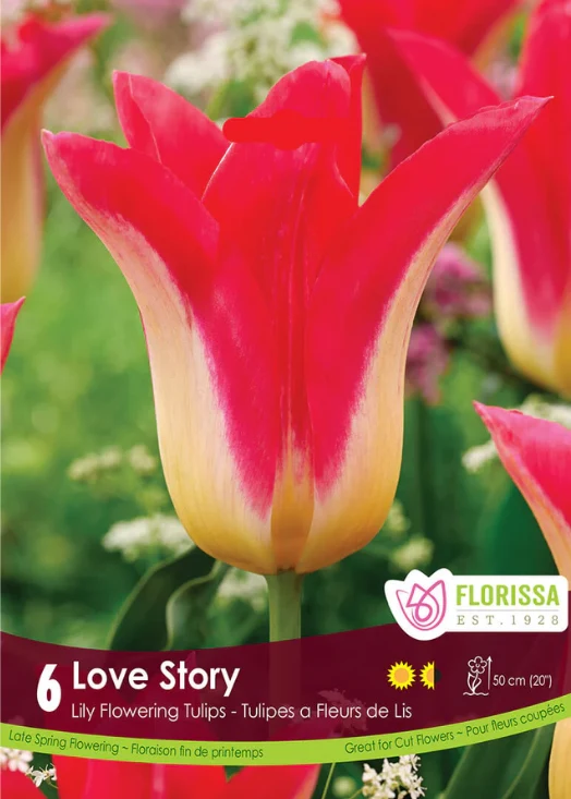 Florissa Tulip Love Story