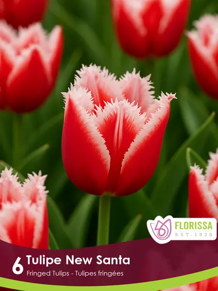 Florissa Tulip New Santa