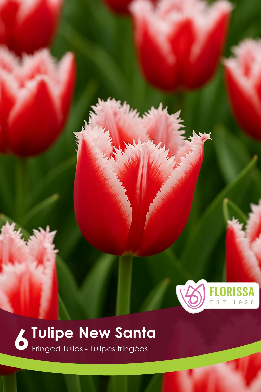 Florissa Tulip New Santa