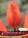 Florissa Tulip Prins Willem Alexander