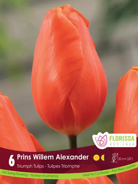 Florissa Tulip Prins Willem Alexander