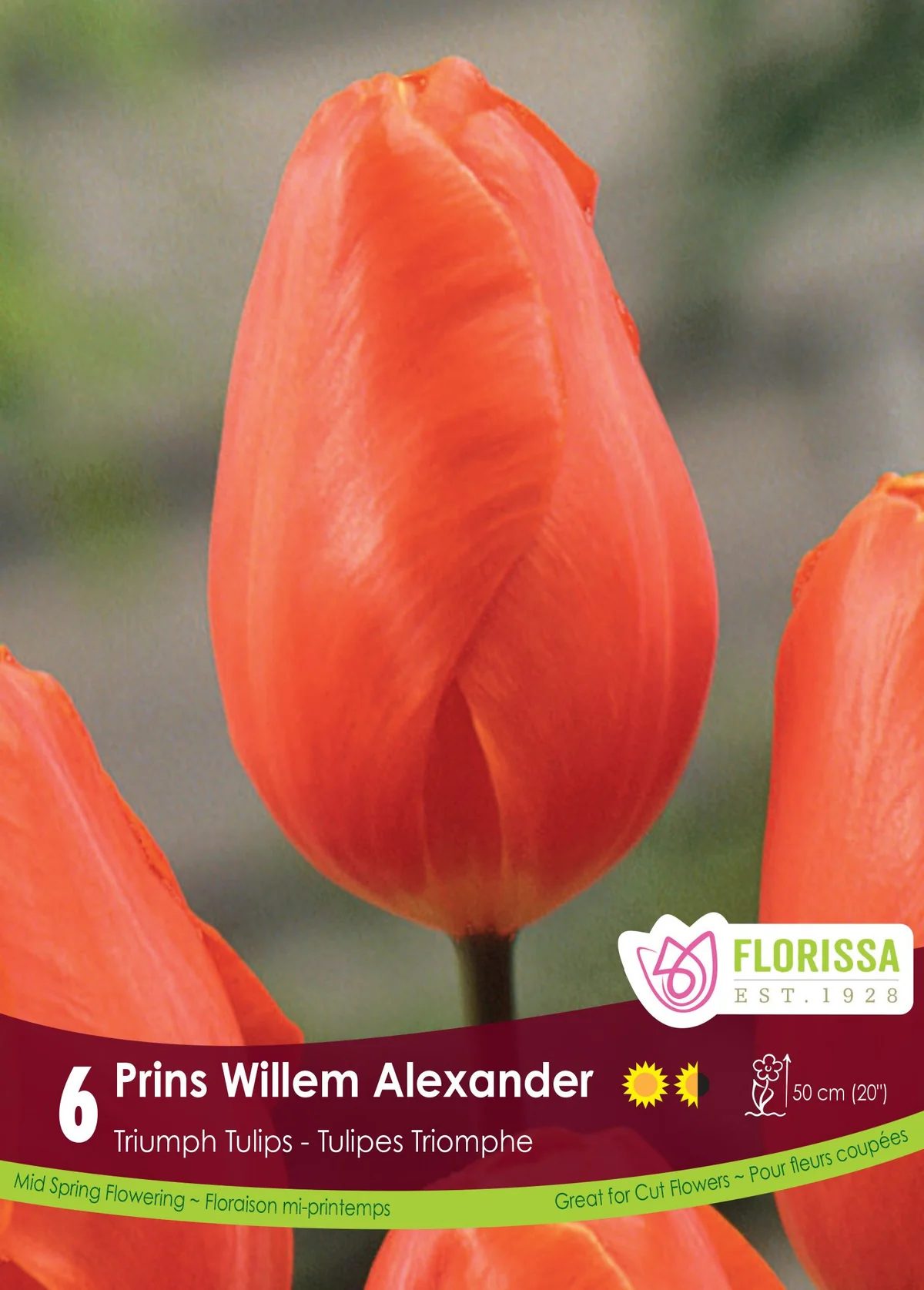 Florissa Tulip Prins Willem Alexander