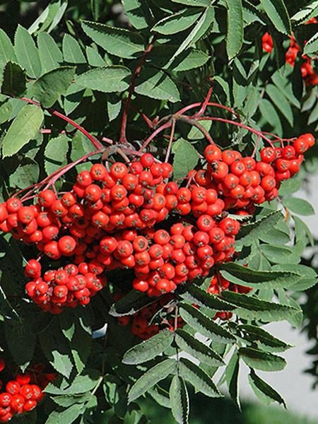Mountain Ash Blackhawk