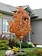 Mountain Ash Blackhawk