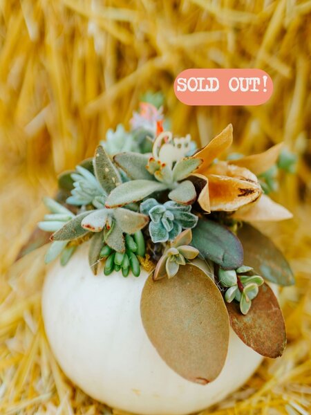Dutch Growers Succulent Pumpkin Make & Take Workshop