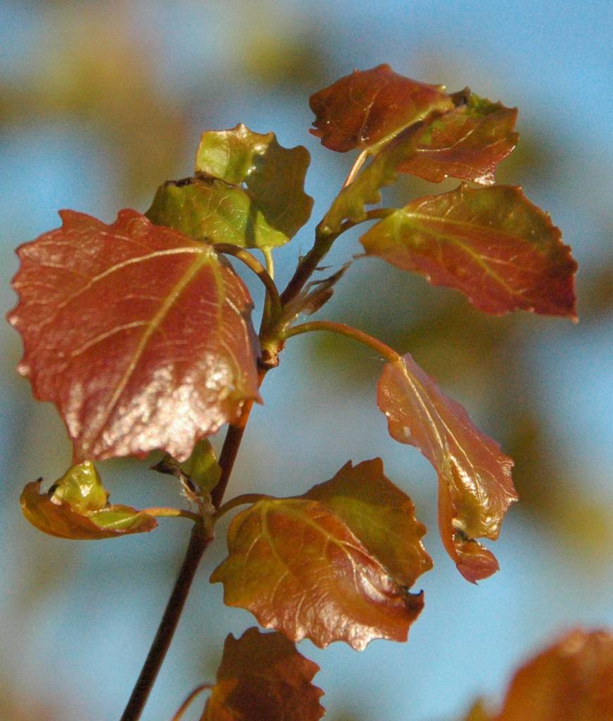 Aspen Prairie Skyrise