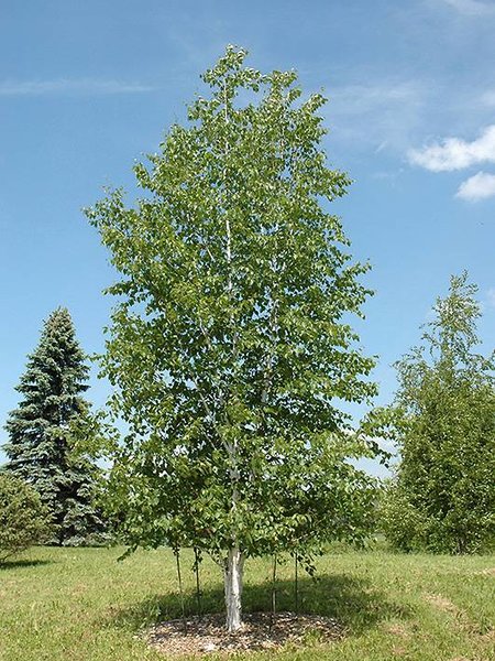 Birch Prairie Dream