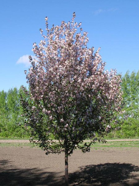 Crabapple Flowering Candy Cane