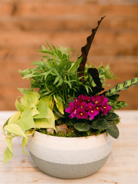 Wild at Heart Curated Plant Arrangement