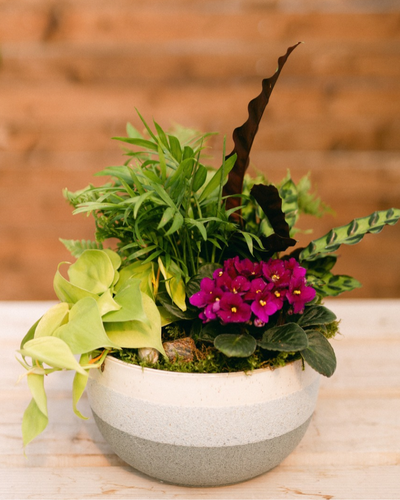 Wild at Heart Curated Plant Arrangement