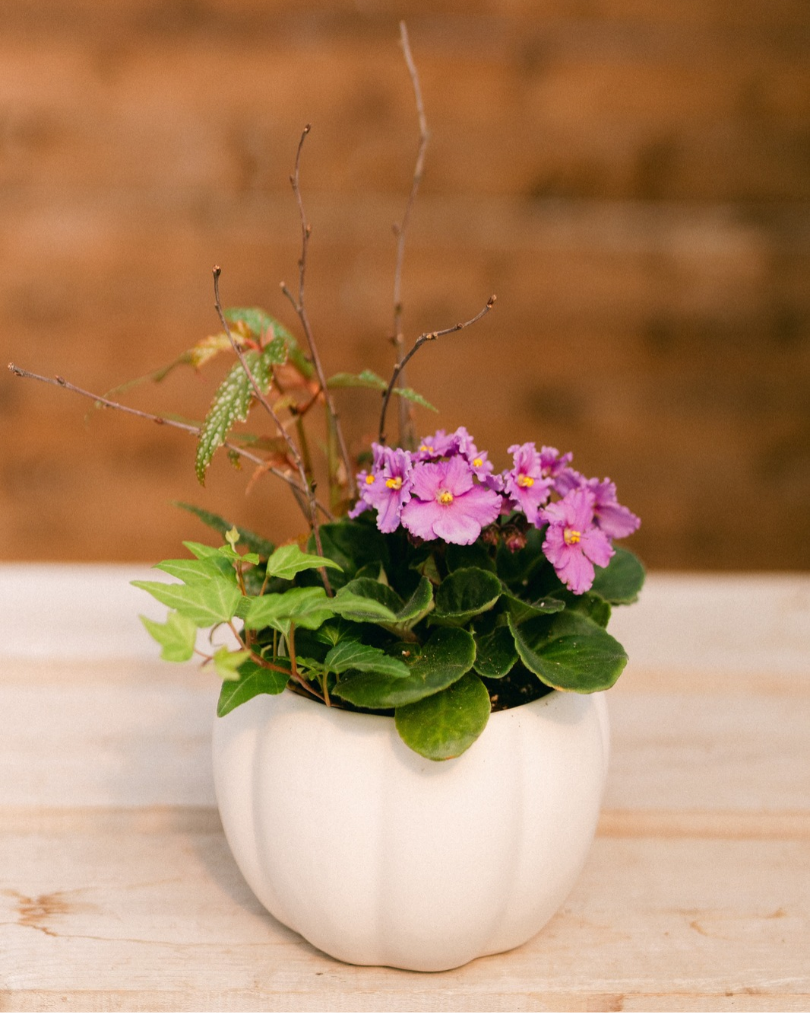 Violet & Vine Curated Plant Arrangement