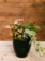 Moody Botanical Curated Plant Arrangement