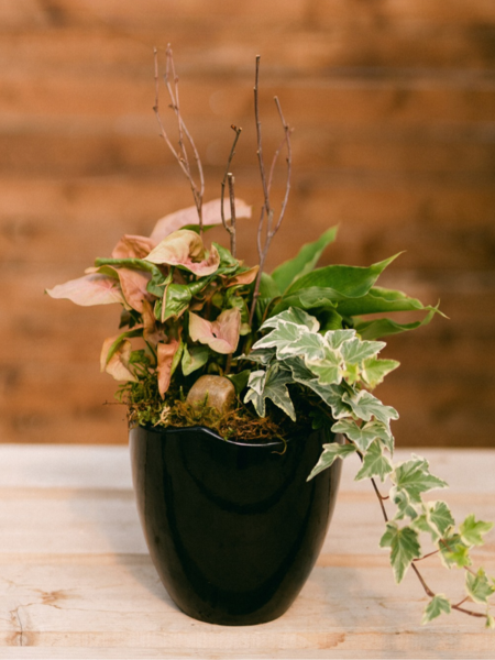 Moody Botanical Curated Plant Arrangement