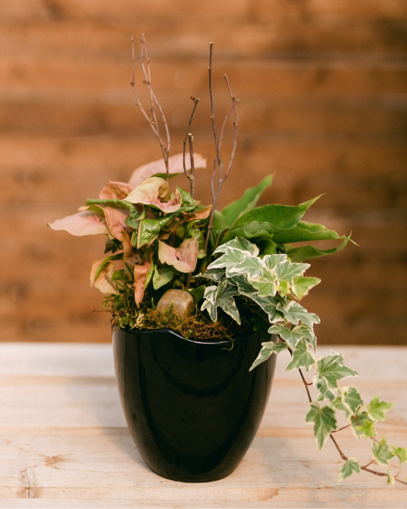Moody Botanical Curated Plant Arrangement