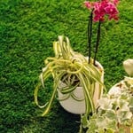 Ready-To-Go Plant Arrangements