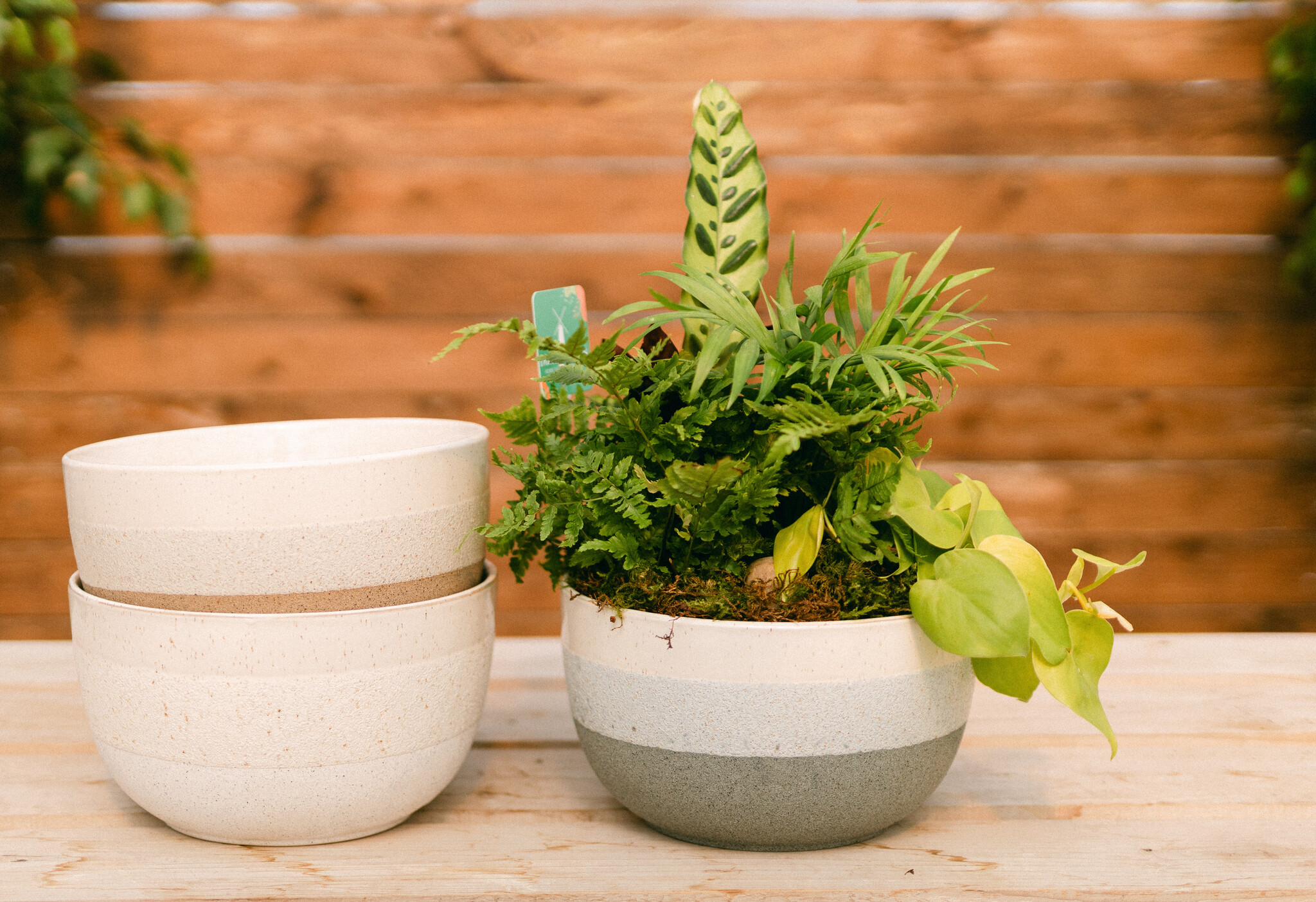 Wild at Heart Curated Plant Arrangement