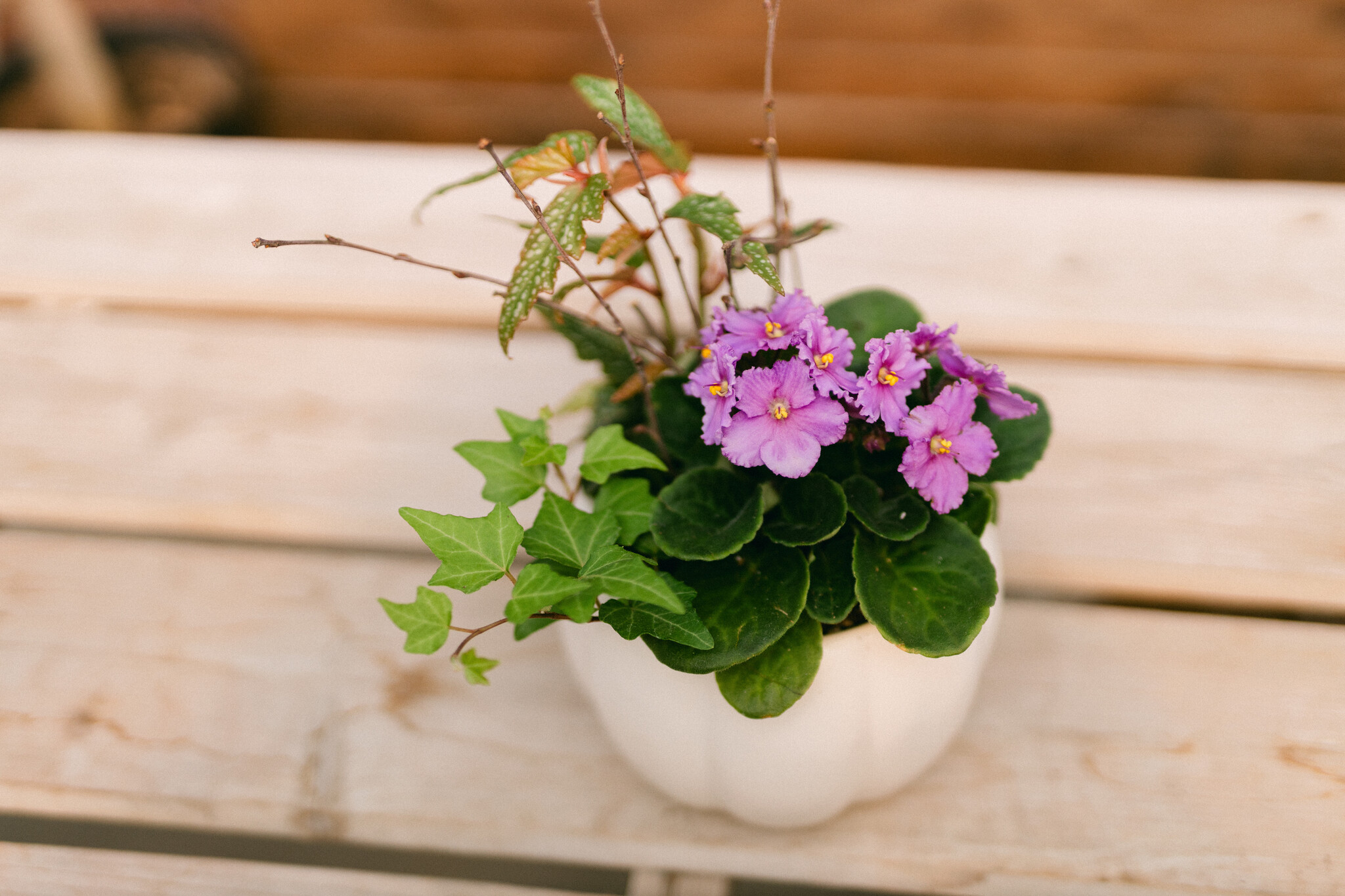 Violet & Vine Curated Plant Arrangement