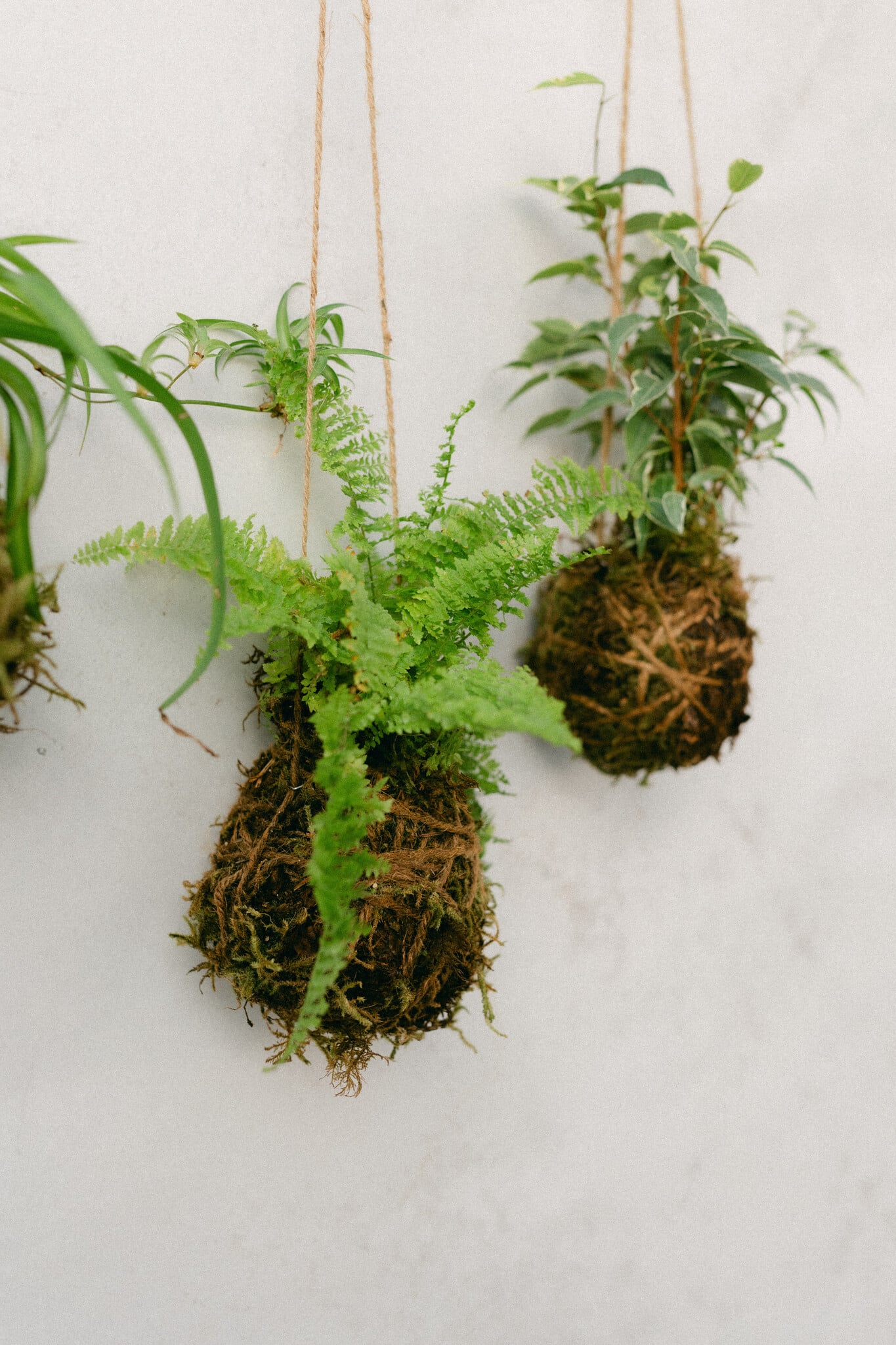 Mossed & Found: A Kokedama Experience Make & Take Workshop