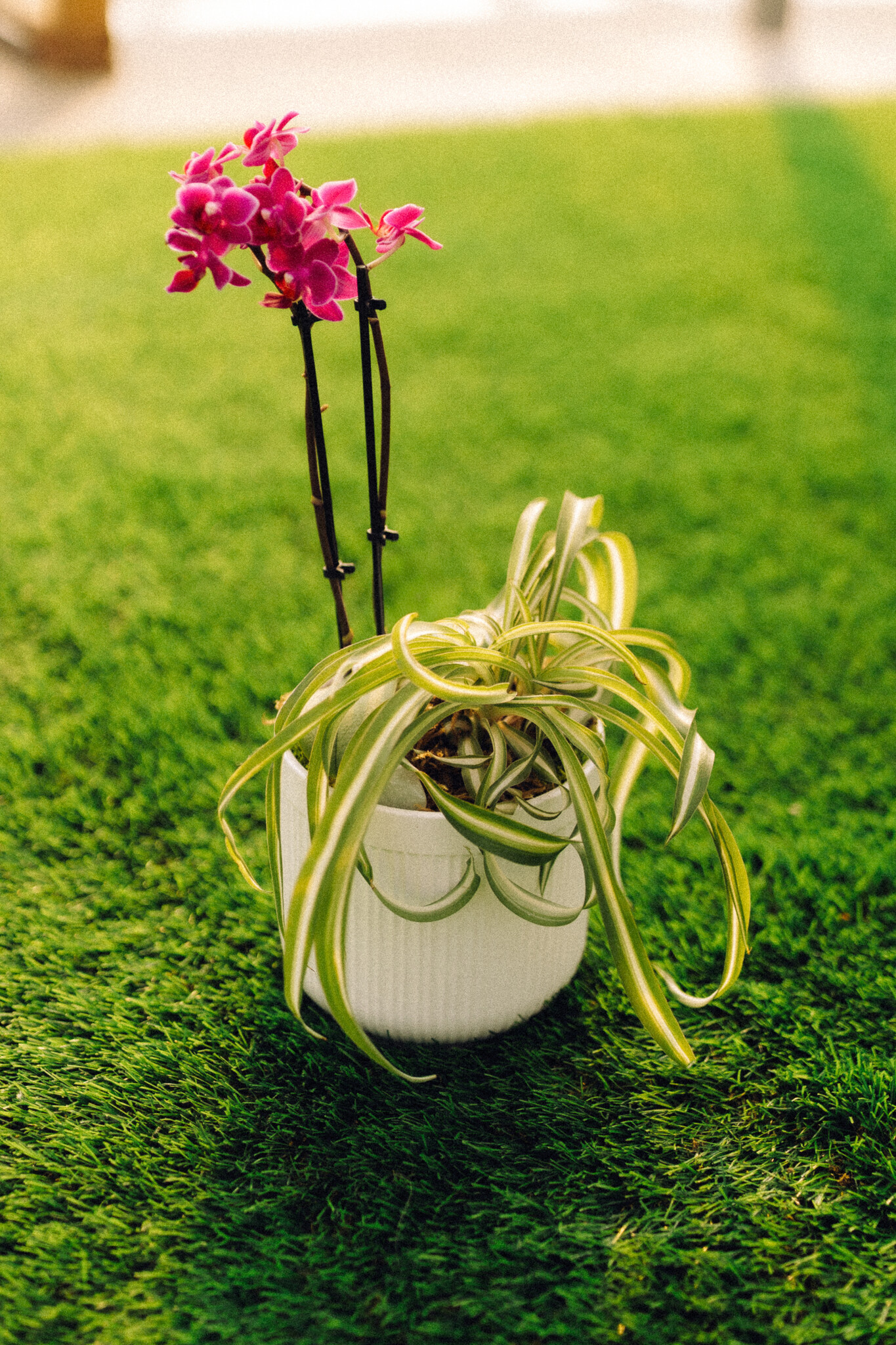 Orchid Oasis Make & Take Workshop