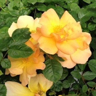 Rose Bill Reid