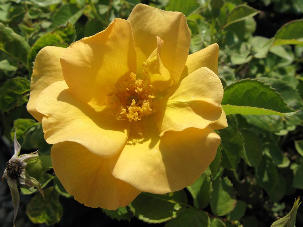 Rose Bill Reid