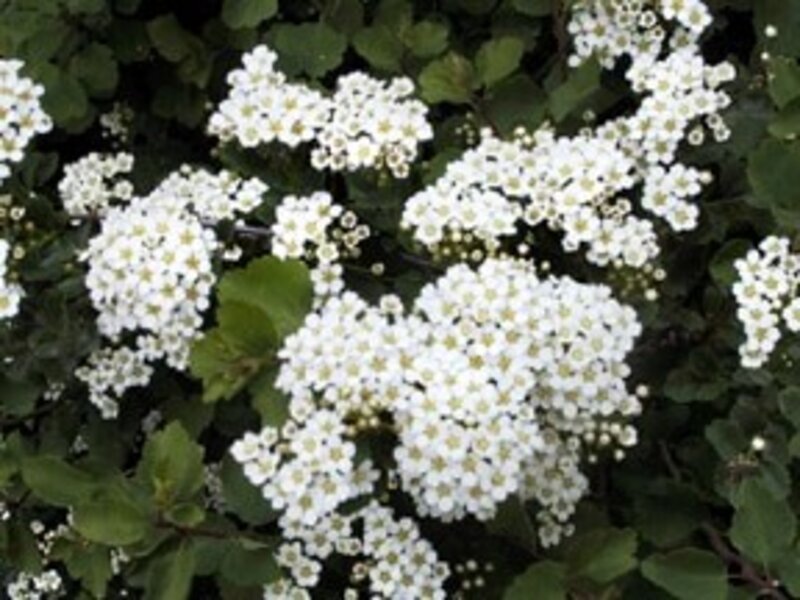 Spirea Three Lobe