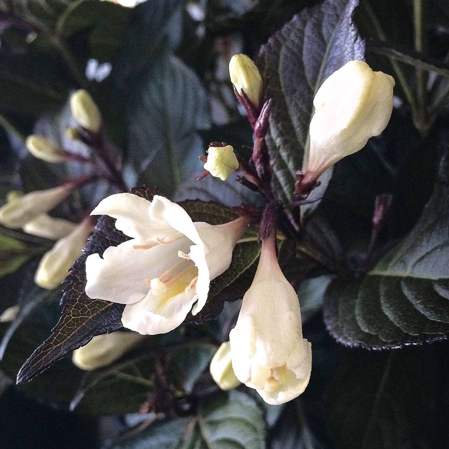 Weigela Tuxedo