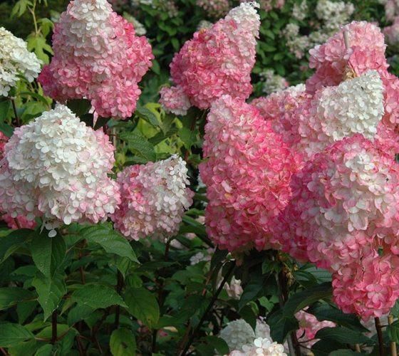 Hydrangea Strawberry Sundae