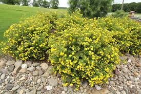 Potentilla Goldfinger